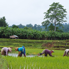 Las mujeres birmanas agricultoras no pueden heredar la tierra ni constar como propietarias. - QUERALT CASTILLO