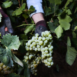 Detalle de las manos de un vendimiador recogiendo uvas en una imagen de archivo del  23 de agosto de 2022, en Carrión de los Céspedes, Sevilla.