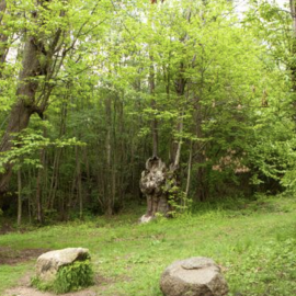 El bosc de Viladrau