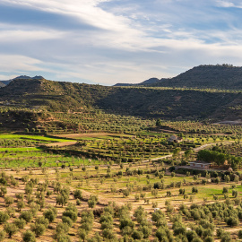 Olivers de la comarca de les Garrigues, una postal habitual