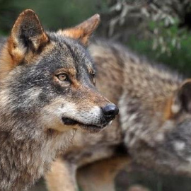 Ejemplar de lobo ibérico. EFE