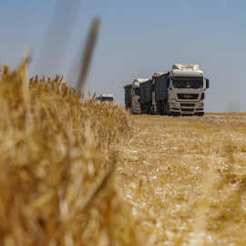 Cereal en un campo durante la cosecha, en medio del ataque de Rusia a Ucrania, en la región de Odesa, a 23 de junio de 2023