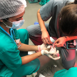 04/07/2023 - Dos veterinarias clínicas atienden a un cachorro recién nacido.