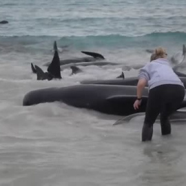 Mueren 51 ballenas en una playa de Australia