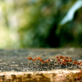 Varias hormigas, en una imagen de archivo tomada en la naturaleza.- Pixabay