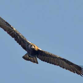 Águila imperial en vuelo.