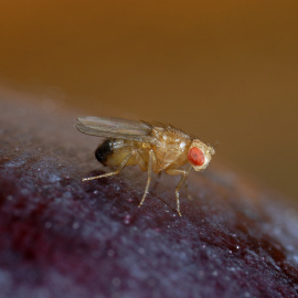 Una mosca de la fruta (Drosophila melanogaster)