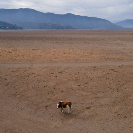 Imagen que muestra a una vaca caminando en el lago Aculeo (Chile), seco desde 2018.