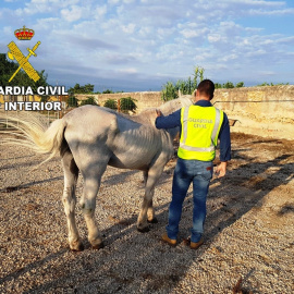 La Guardia Civil ha detenido a un hombre por dejar a su caballo más de diez días sin comida ni agua.EUROPA PRESS/GUARDIA CIVIL