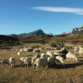 Algunos ganaderos optan por llevar sus rebaños a las inmediaciones de ríos y pantanos "para que al menos beban, ya que apenas tienen nada que comer"