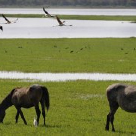 El declive de Doñana hiere de gravedad las poblaciones de aves, anfibios y depredadores