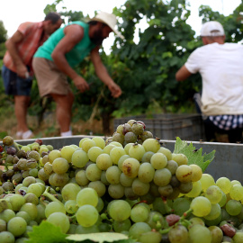 Verema a vinyes del Penedès.