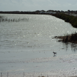 Plano general de las Salinas del Mar Menor, en San Pedro del Pinatar, a 9 de agosto de 2021, en Murcia (España).