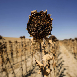 25/07/2023.- Vista de unos girasoles secos sin recoger en una finca de la provincia de Córdoba este martes.