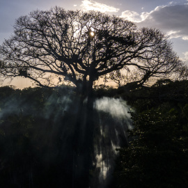 08/08/2023 Fotografía de un árbol en una zona de la floresta Amazónica, el 6 de agosto de 2023, en el estado de Pará, norte de Brasil.