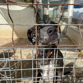 11/08/2023 - Un perro llamado Dinarama observa desde su jaula, en la protectora Refugiados, Cartagena (Región de Murcia).