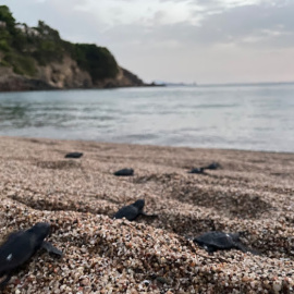 Exemplars de tortuga careta a Begur