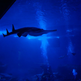 El Acuario de Sevilla, que lidera el proyecto de divulgación 'La guitarra del mar', conserva dos ejemplares adultos y dos crías de pez guitarra gigante, que puede llegar a medir hasta dos metros y medio