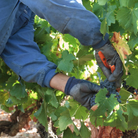 11/08/2023 Un trabajador realizando labores de vendimia en La Rioja