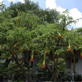 La planta de la burundanga. EFE