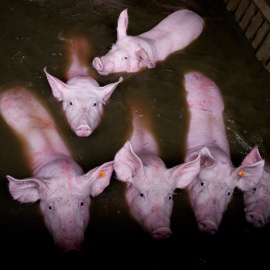 Animales atrapados y abandonados en granjas de Remolinos y Villafranca del Ebro, (Zaragoza) durante las riadas por el desbordamiento del río Ebro. AITOR GARMENDIA (TRAS LOS MUROS)