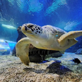 18/08/23 La tortuga Yellow en el acuario Sea Life Benalmádena en una foto de archivo.