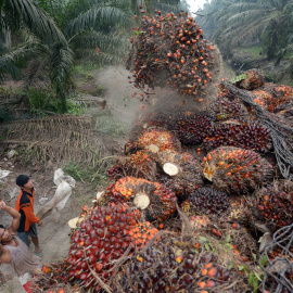 Trabajadores en los cultivos de palma en Indonesia. AFP