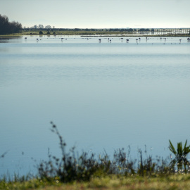 Imágenes del Parque Natural de Doñana, a 24 de enero de 2024, en Huelva, Andalucía (España).