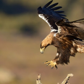 Un águila imperial ibérica. EFE