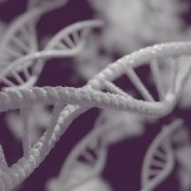 Identifican nuevos genes relacionados con una vida reproductiva más larga en las mujeres