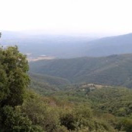 L'extrema sequera provoca estralls a la fauna salvatge i als boscos de Catalunya