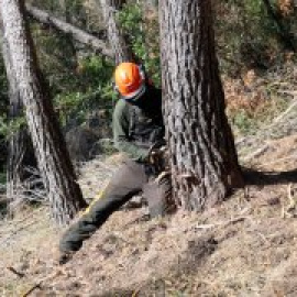 Crecen las peticiones para talar arbolado muerto en Catalunya ante el riesgo de una campaña de incendios muy dura