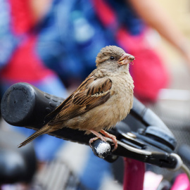 Un gorrión sobre el manillar de una bicicleta. EFE