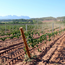 La verema a la DO Pla de Bages, en una imatge d'arxiu