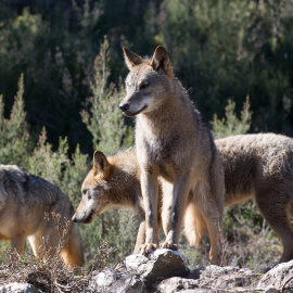 Varios lobos ibéricos del Centro del Lobo Ibérico en localidad de Robledo de Sanabria, en plena Sierra de la Culebra.