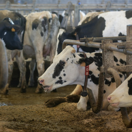 Vacas de una ganadería de lácteo en Galicia, a 7 de agosto de 2023.