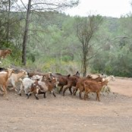 Introdueixen 40 cabres i 15 rucs al Baix Llobregat per adaptar els boscos al canvi climàtic