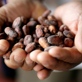 Los granos de cacao en las manos de un agricultor.