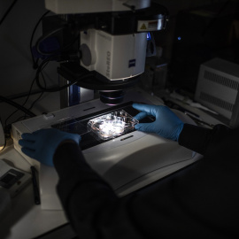 Un profesor usa un microscopio mientras trabaja con muestras de embriones. Imagen de archivo.