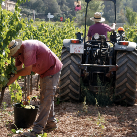 21-4-2023 Més de la meitat de la vinya de Catalunya és ecològica