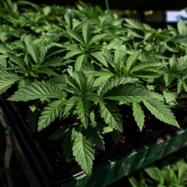 Plantas de marihuana para el consumo recreativo en un camión de una granja en Milton (Nueva York, EEUU). REUTERS/Shannon Stapleton