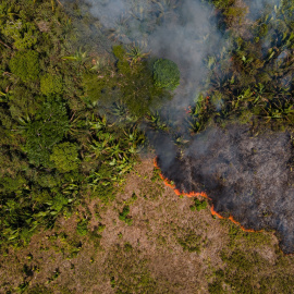 Selva del Amazonas