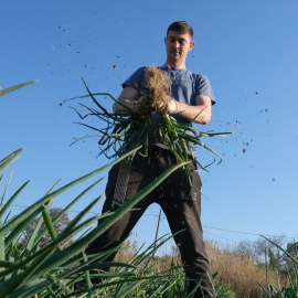 Un agricultor recoge calçots en una plantación de Maspujols, en Tarragona, a 28 de enero de 2022.