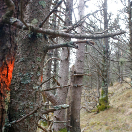 La finca forestal on es faran treballs de gestió a Molló