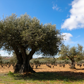 Foto de archivo de campos de olivos en Campo Real, Madrid, a 2 de febrero de 2020.