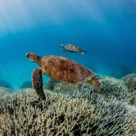 Imagen de la Gran Barrera de Coral, en Australia, a 8 de marzo de 2024.