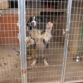 Los perros encontrados por la Guardia Civil.