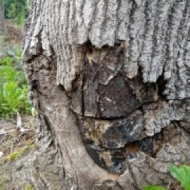 Este árbol puede ayudar a frenar el cambio climático