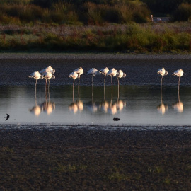 Vista de un grupo de flamencos en el Parque Nacional de Doñana.