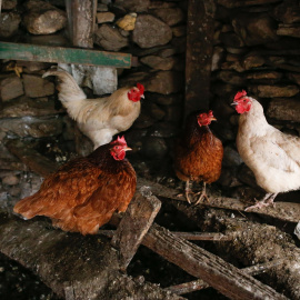 Foto de archivo de varias  gallinas en un corral, a 6 de marzo de 2024, en Bóveda, Lugo, Galicia (España).